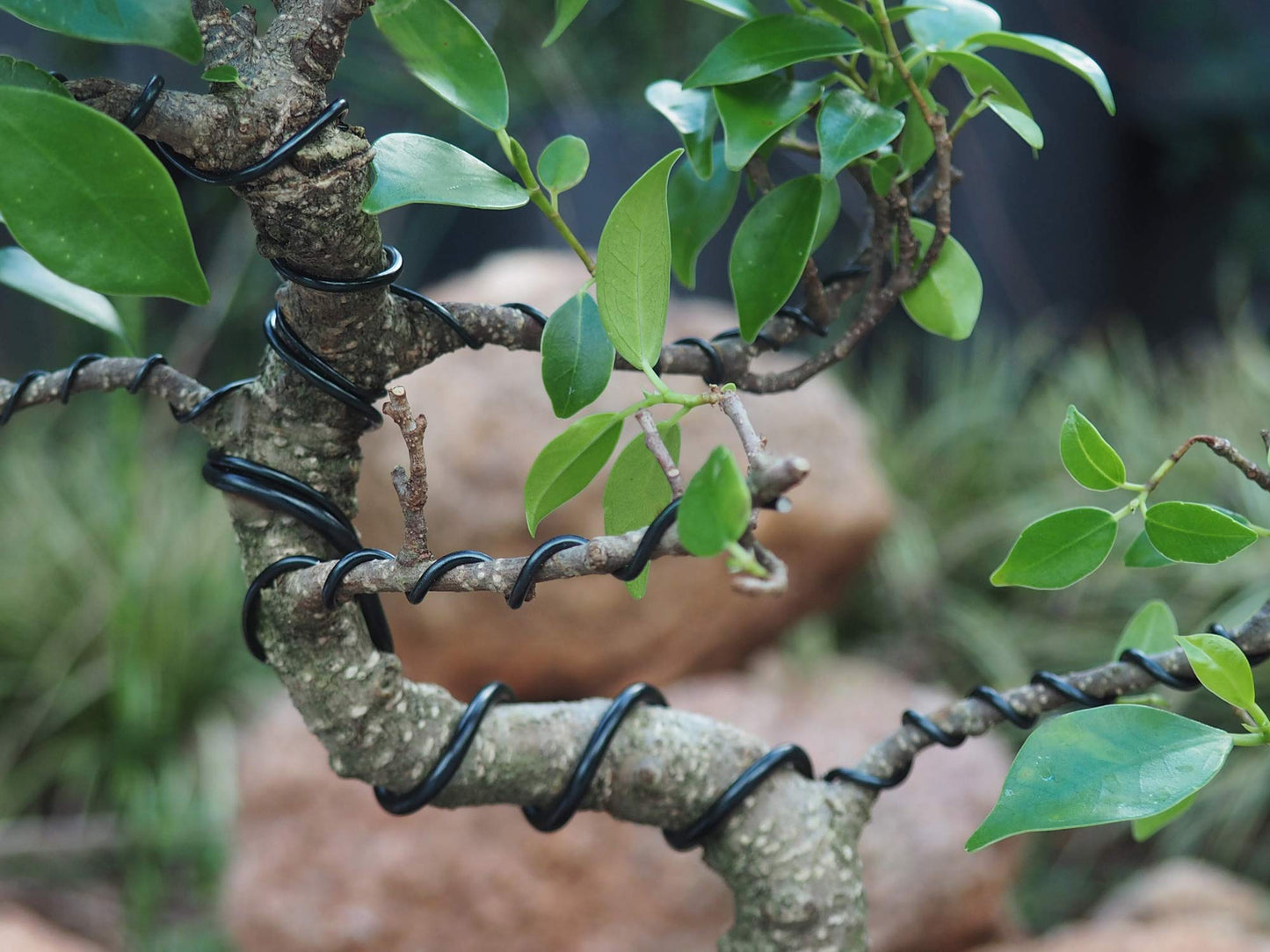 Bonsai Training Wire