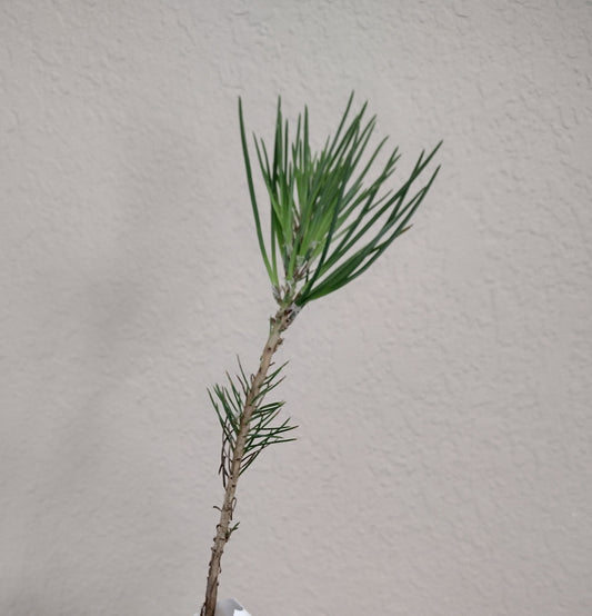 Small Japanese Black Pine Seedling