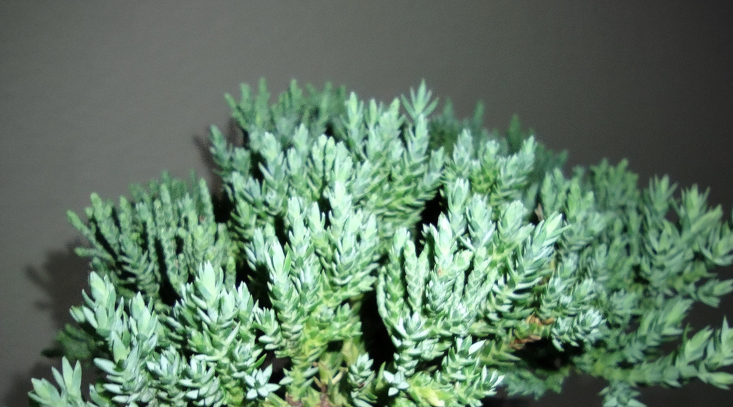 Large Japanese Juniper