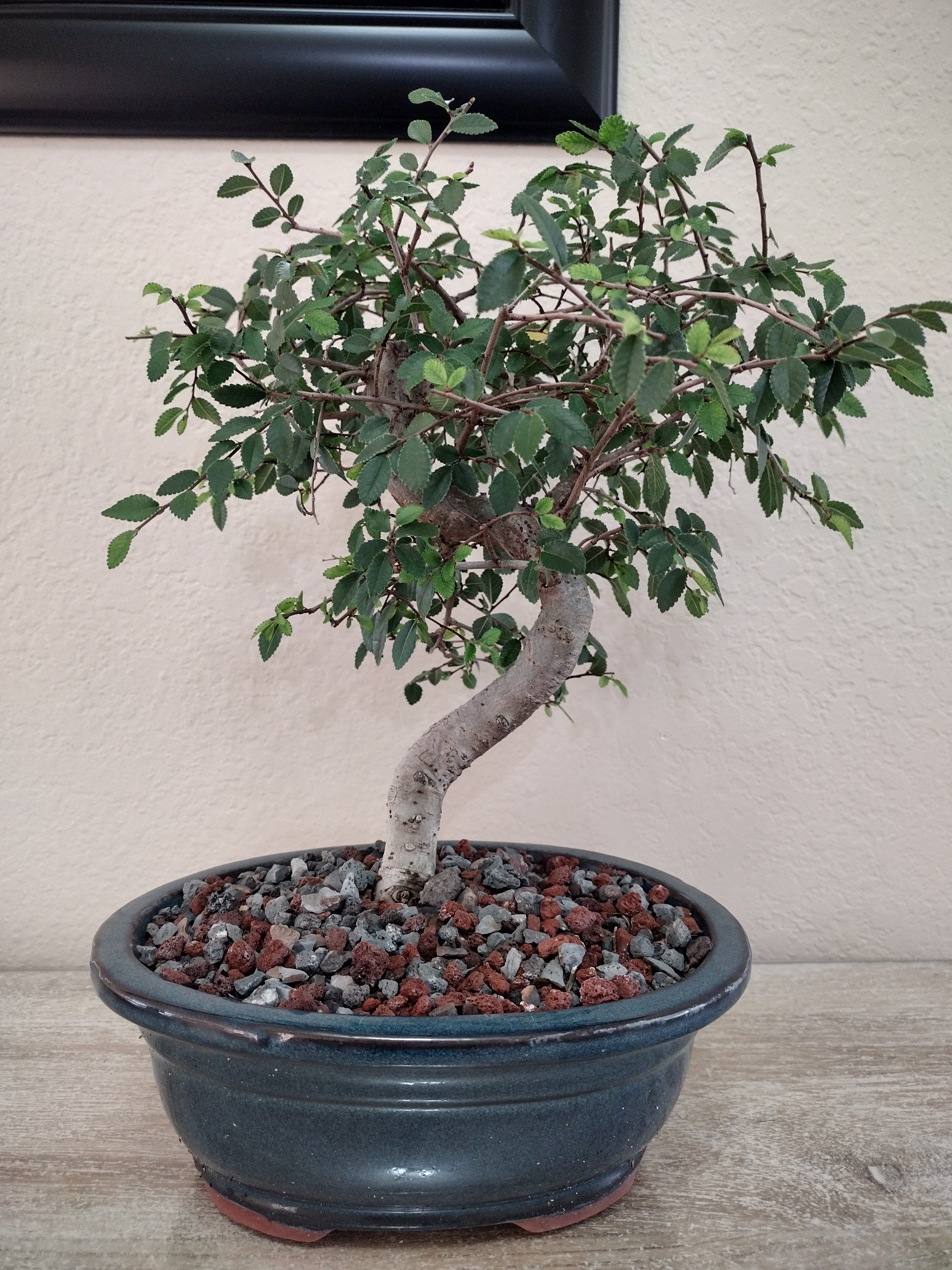 chinese elm bonsai trees Chinese Elm Bonsai Tree – Bunton Bonsai
