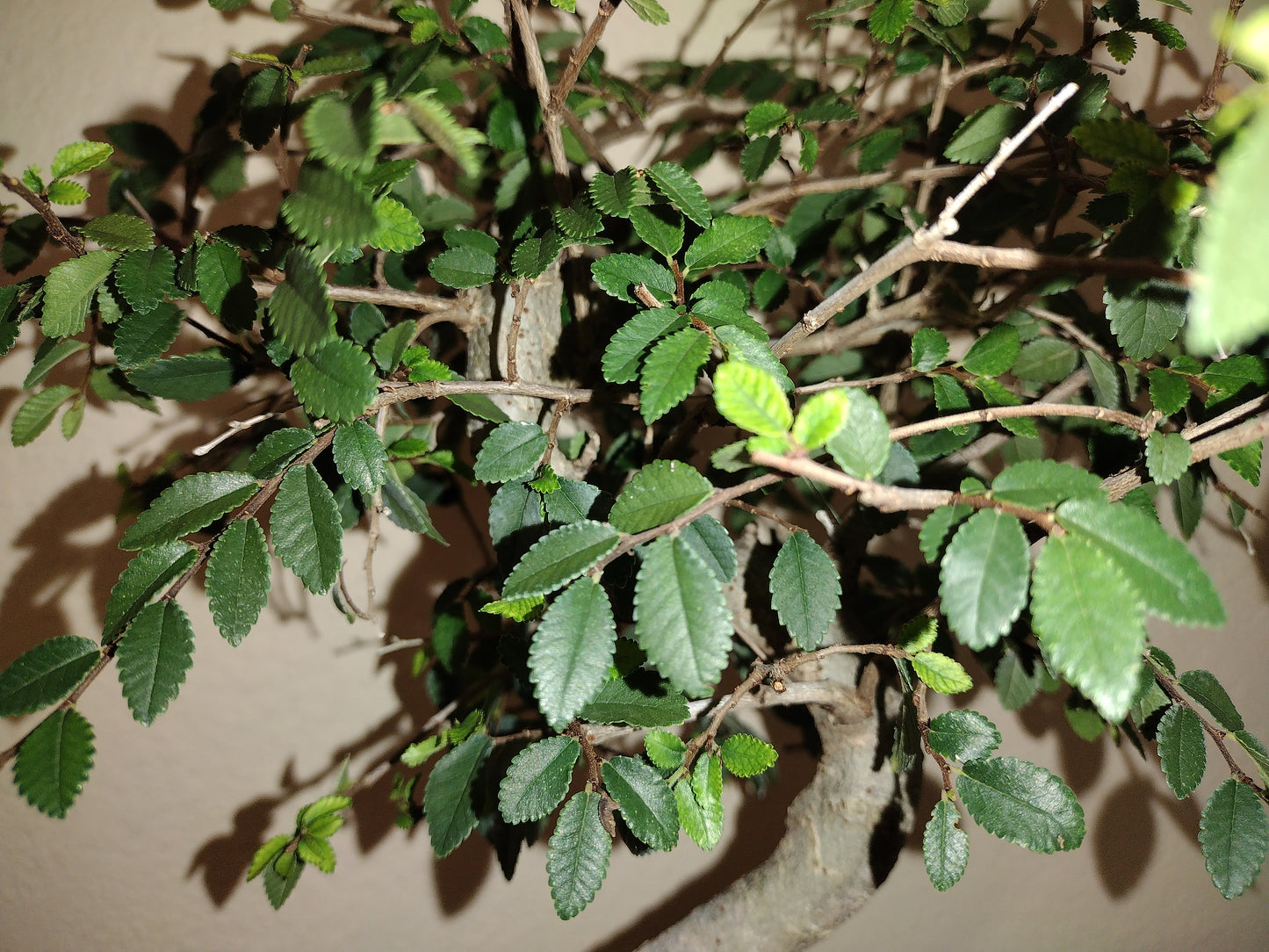 Chinese Elm Bonsai Tree