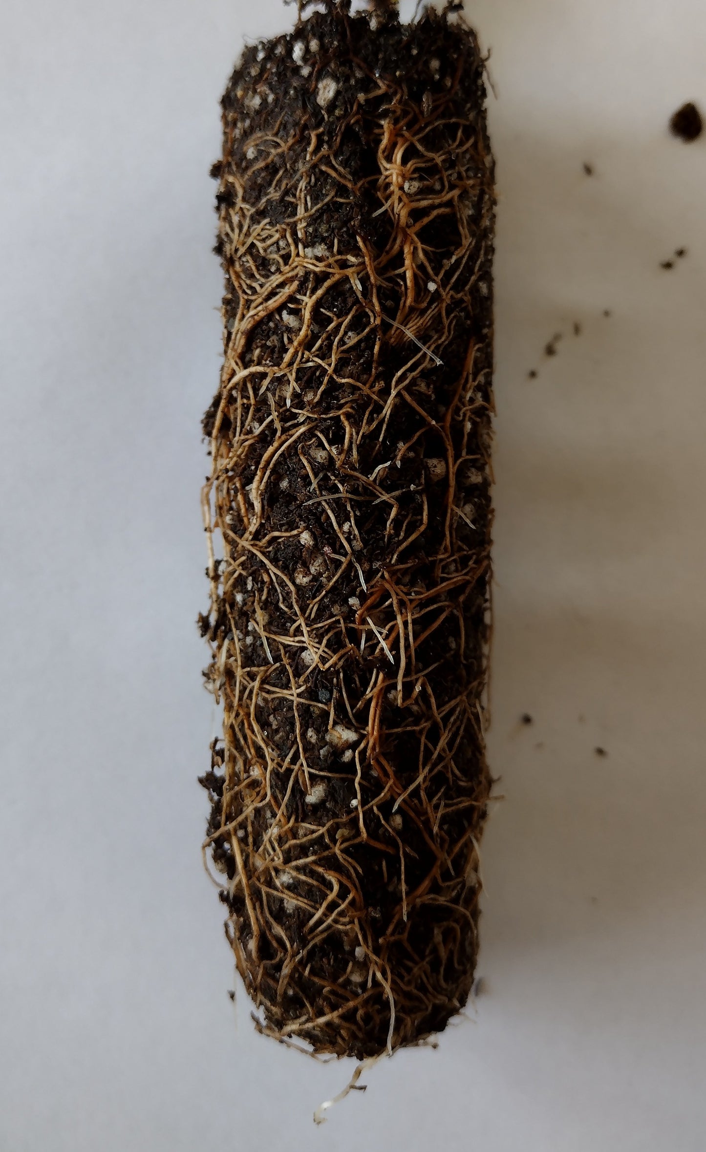 Small Japanese Black Pine Seedling