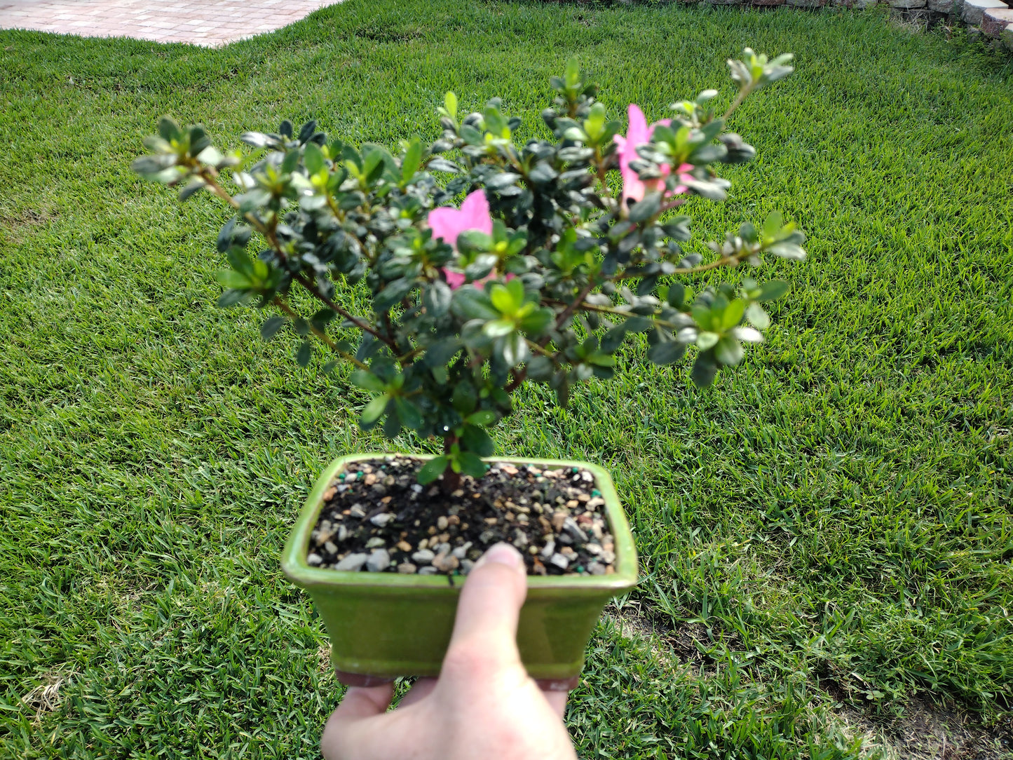 Satsuki Azalea Bonsai