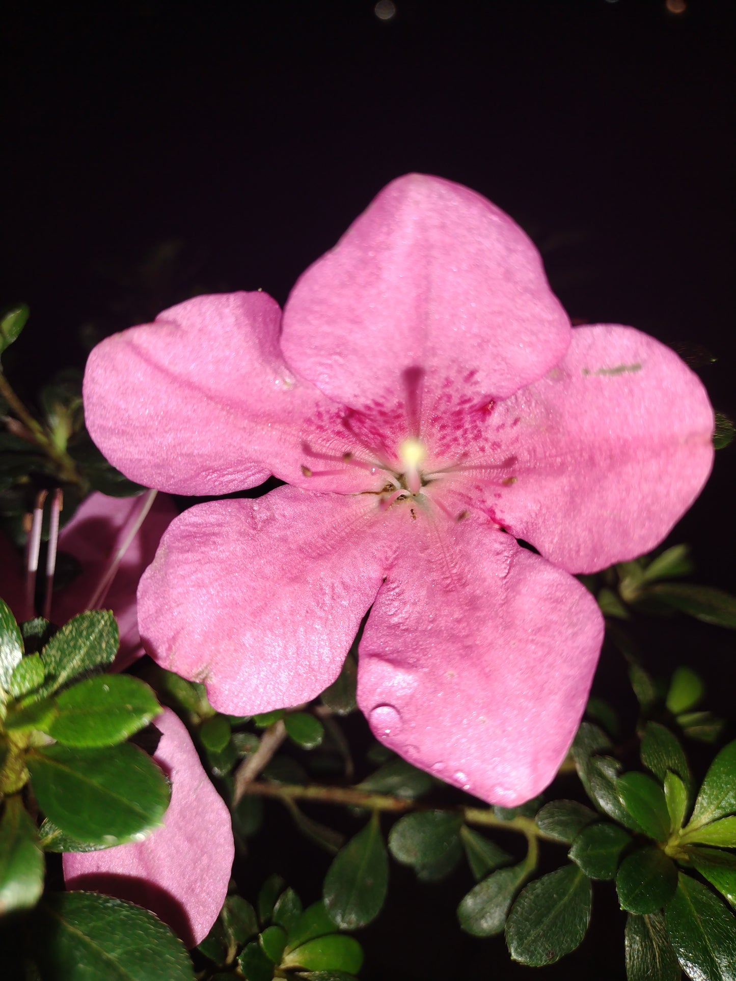 Satsuki Azalea Bonsai