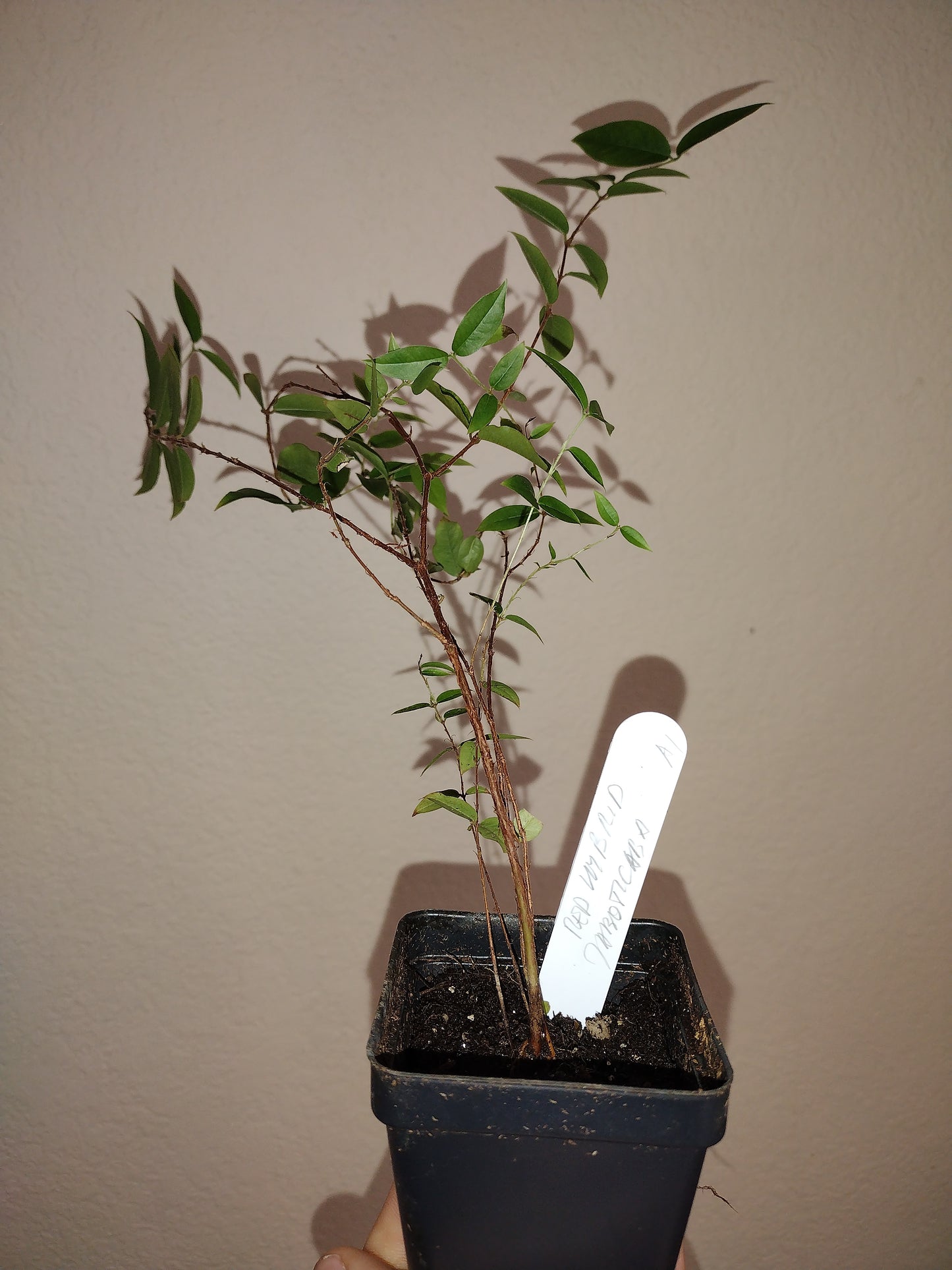 Jaboticaba Brazilian Grape Tree Seedling