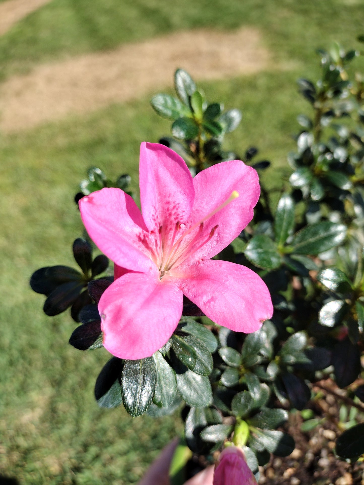 Satsuki Azalea Bonsai