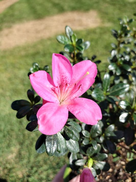 Satsuki Azalea Bonsai