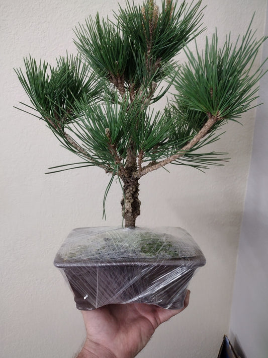 Japanese Cork Bark Black Pine 'Nishiki'