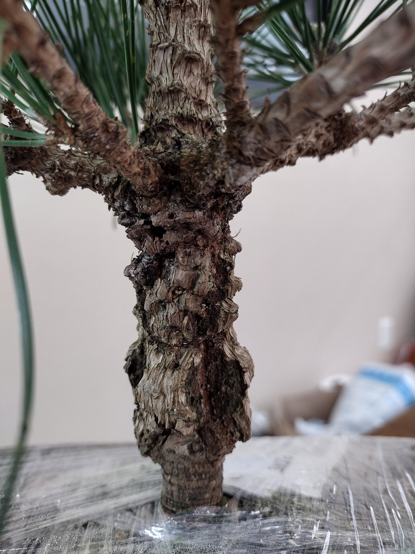 Japanese Cork Bark Black Pine 'Nishiki'