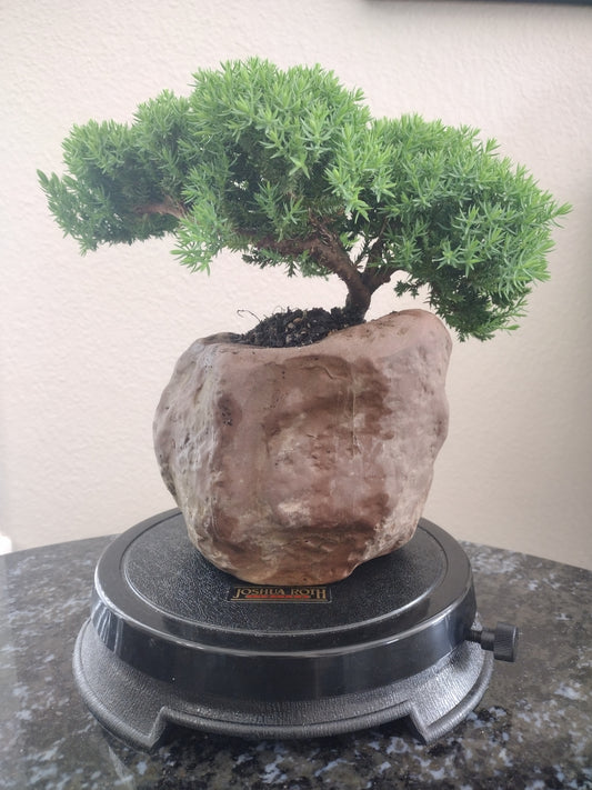 Japanese Juniper in Rock Style Pot