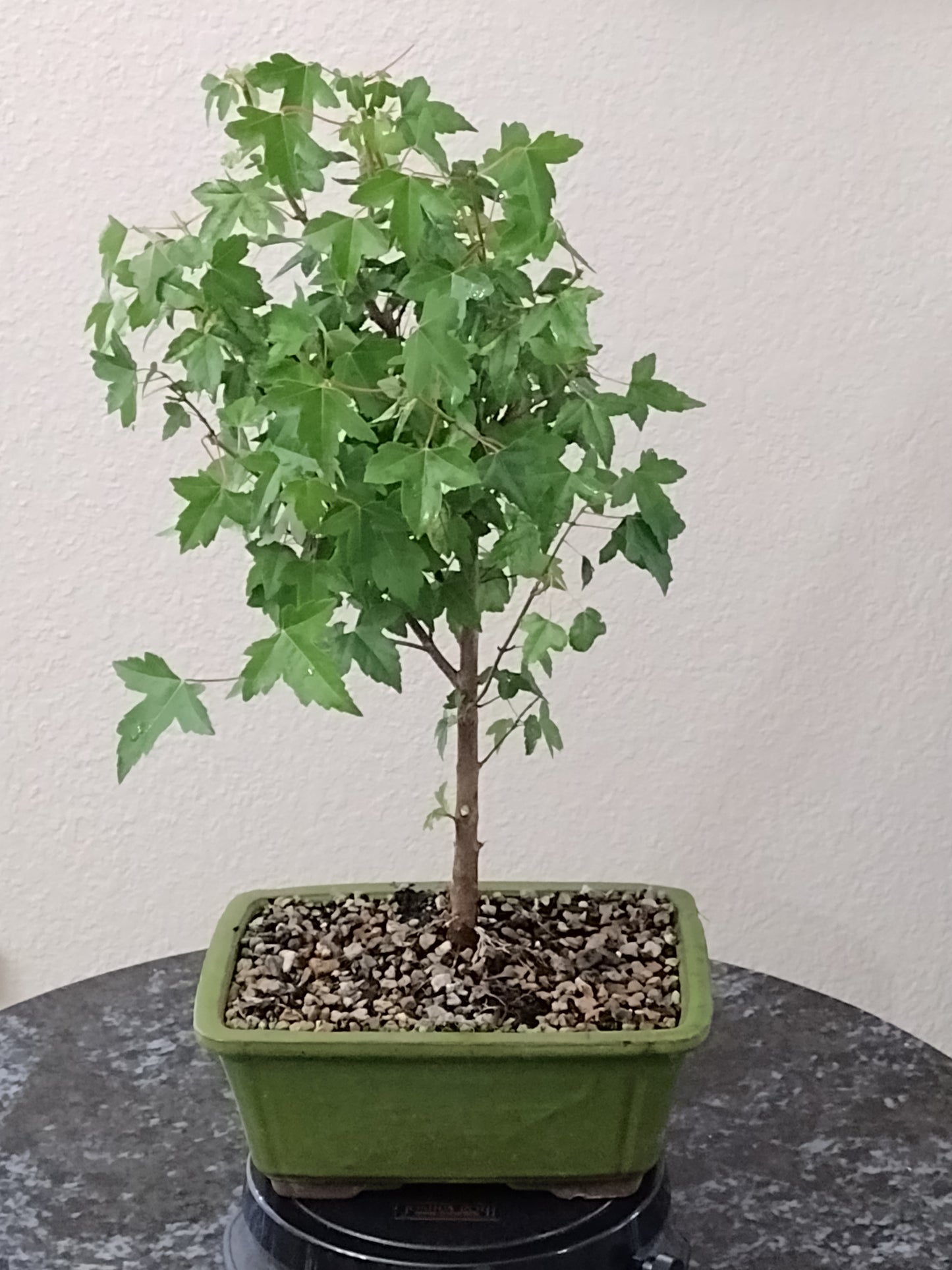 Trident Maple Bonsai Tree