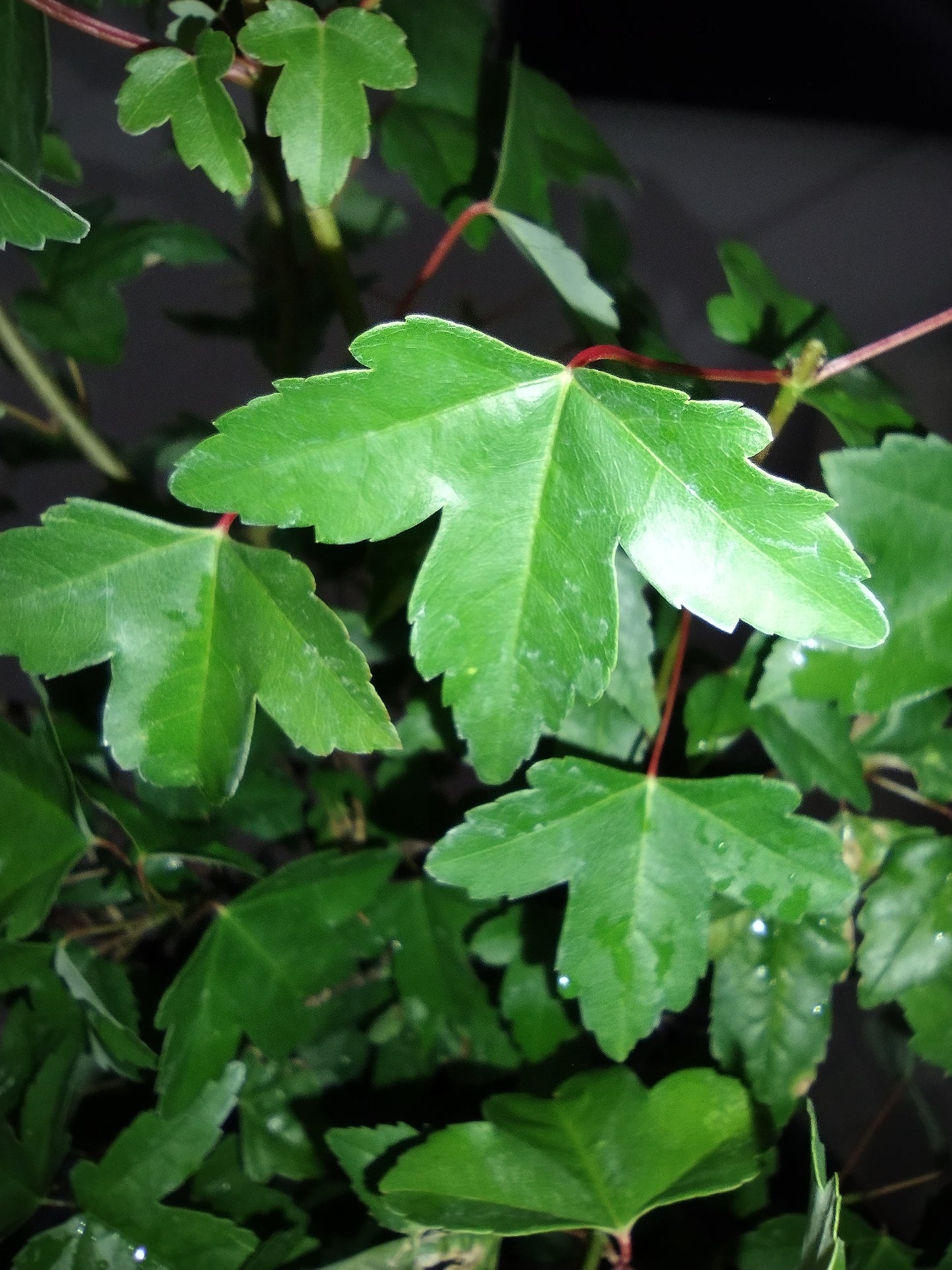 Trident Maple Bonsai Tree