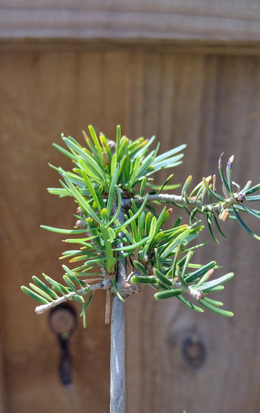 Small Korean Fir Seedling
