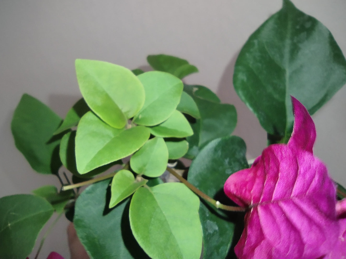 Pink Bougainvillea 5-10" Starter Bonsai Tree