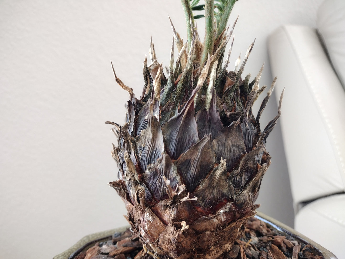 Sago Palm Bonsai Tree