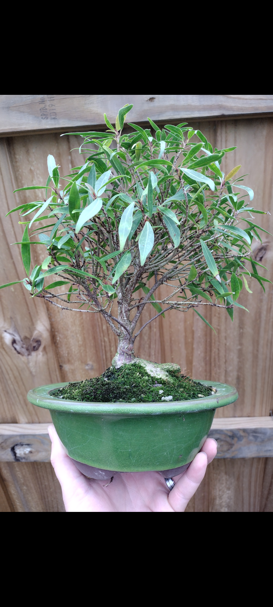 Narrow Leaf Ficus Bonsai