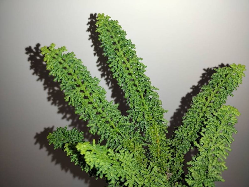 Hinoki Cypress 'Sekka' Bonsai