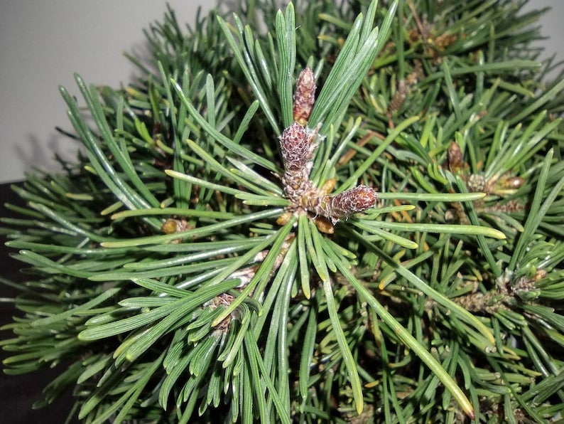 Dwarf Mugo Pine Bonsai Tree