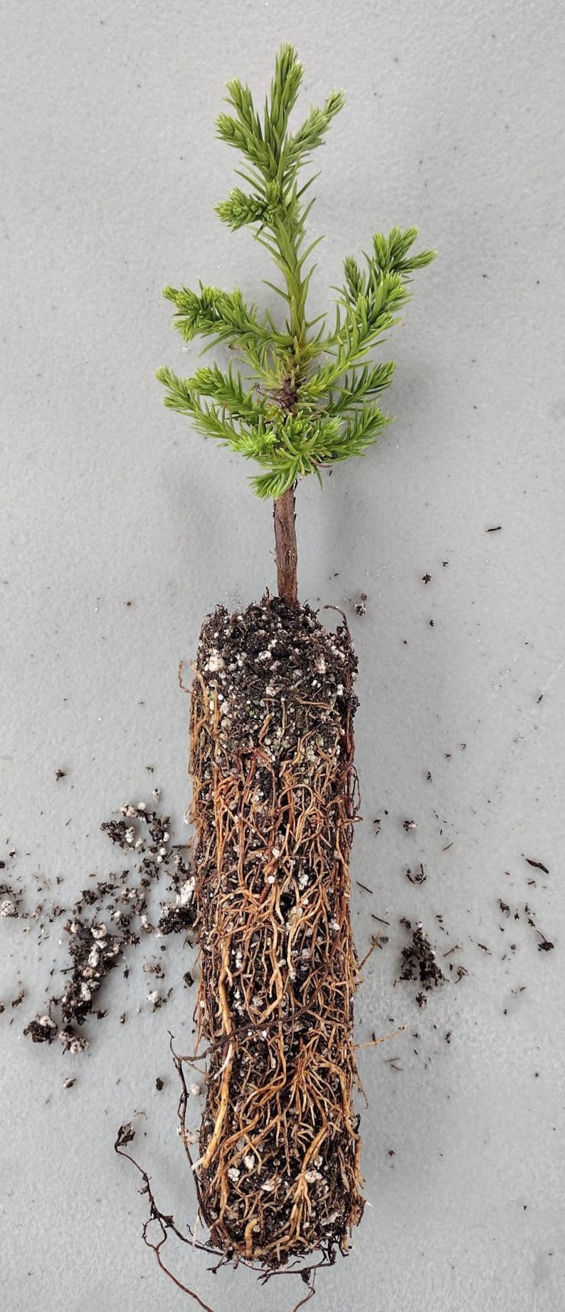 Giant Sequoia Small Starter Seedling