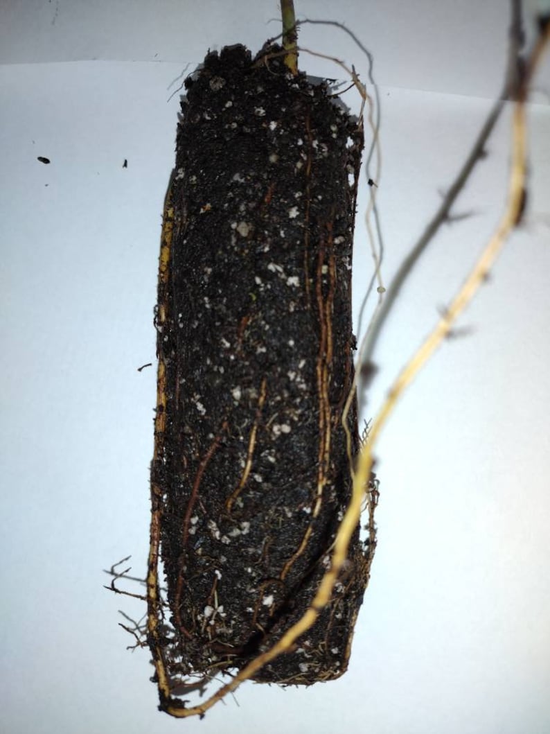 Small Korean Fir Seedling