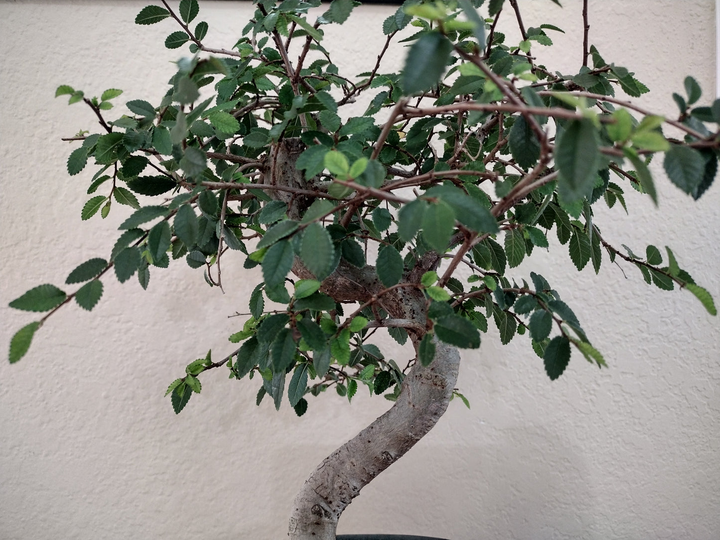 Chinese Elm Bonsai Tree