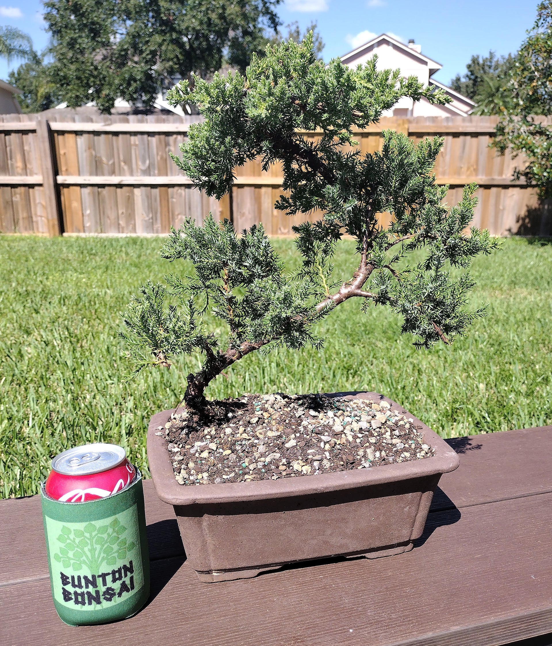 Large Japanese Juniper  Bunton Bonsai