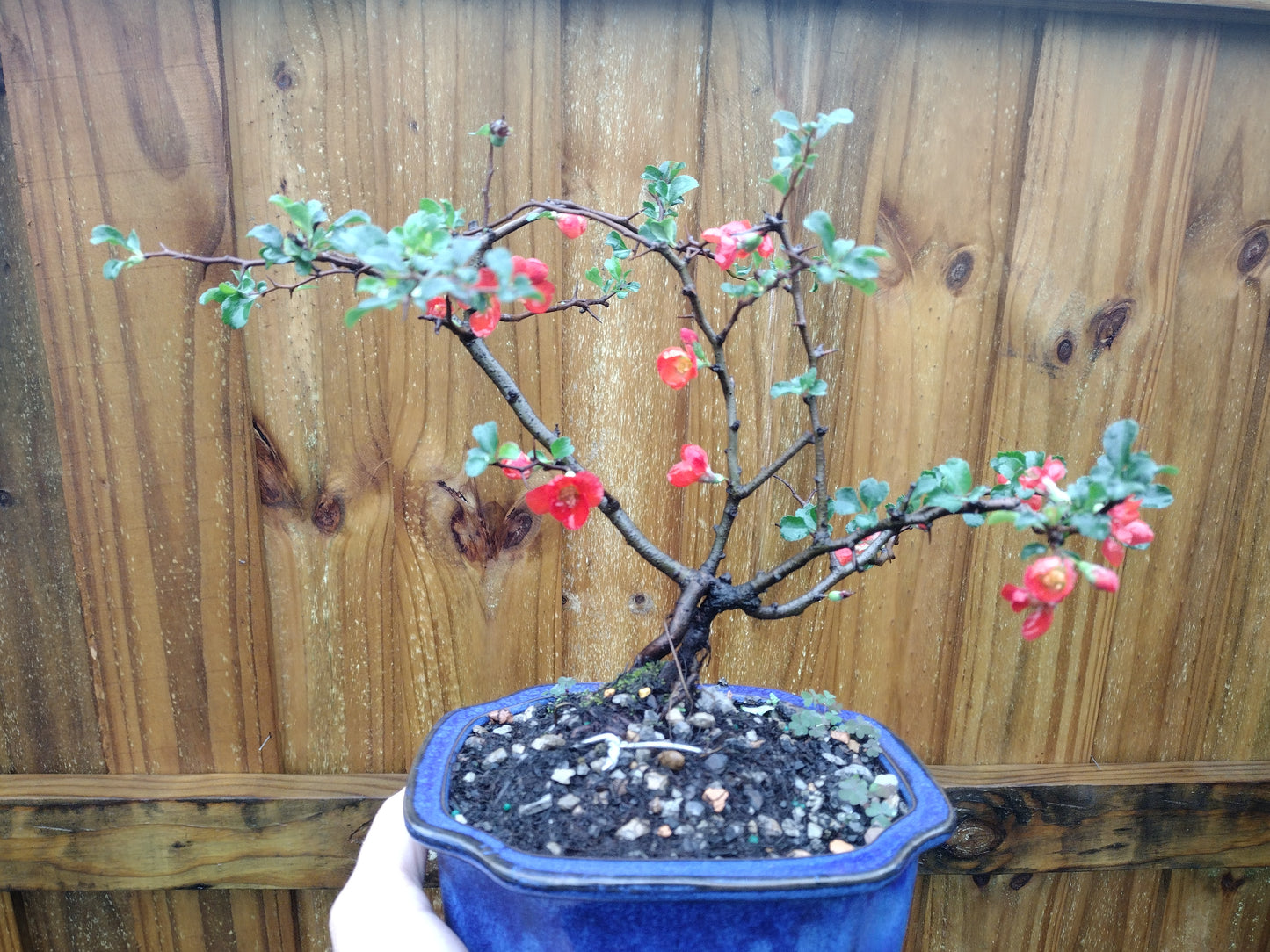 Red Chojubai Quince Bonsai