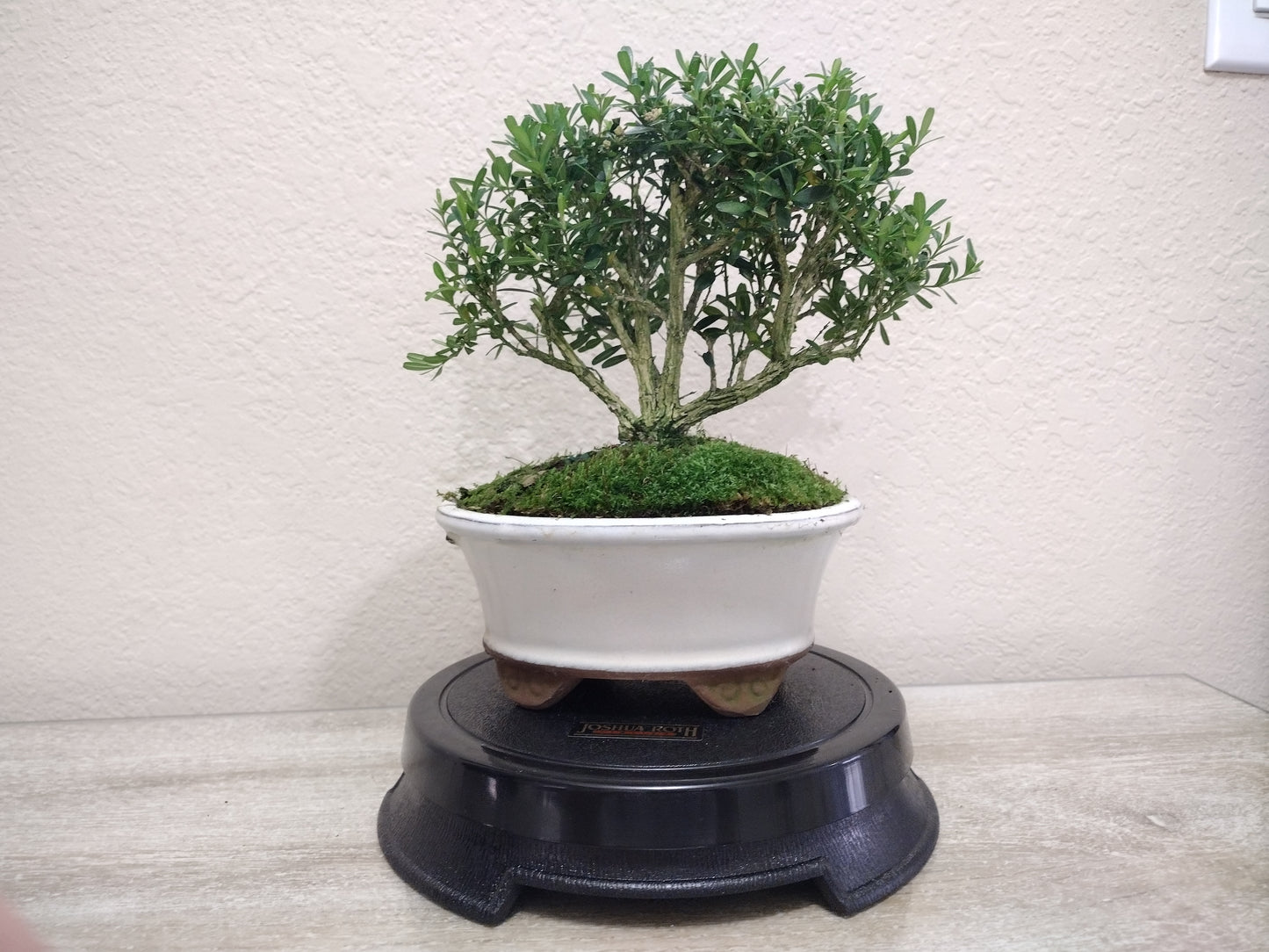 Harland Boxwood Bonsai