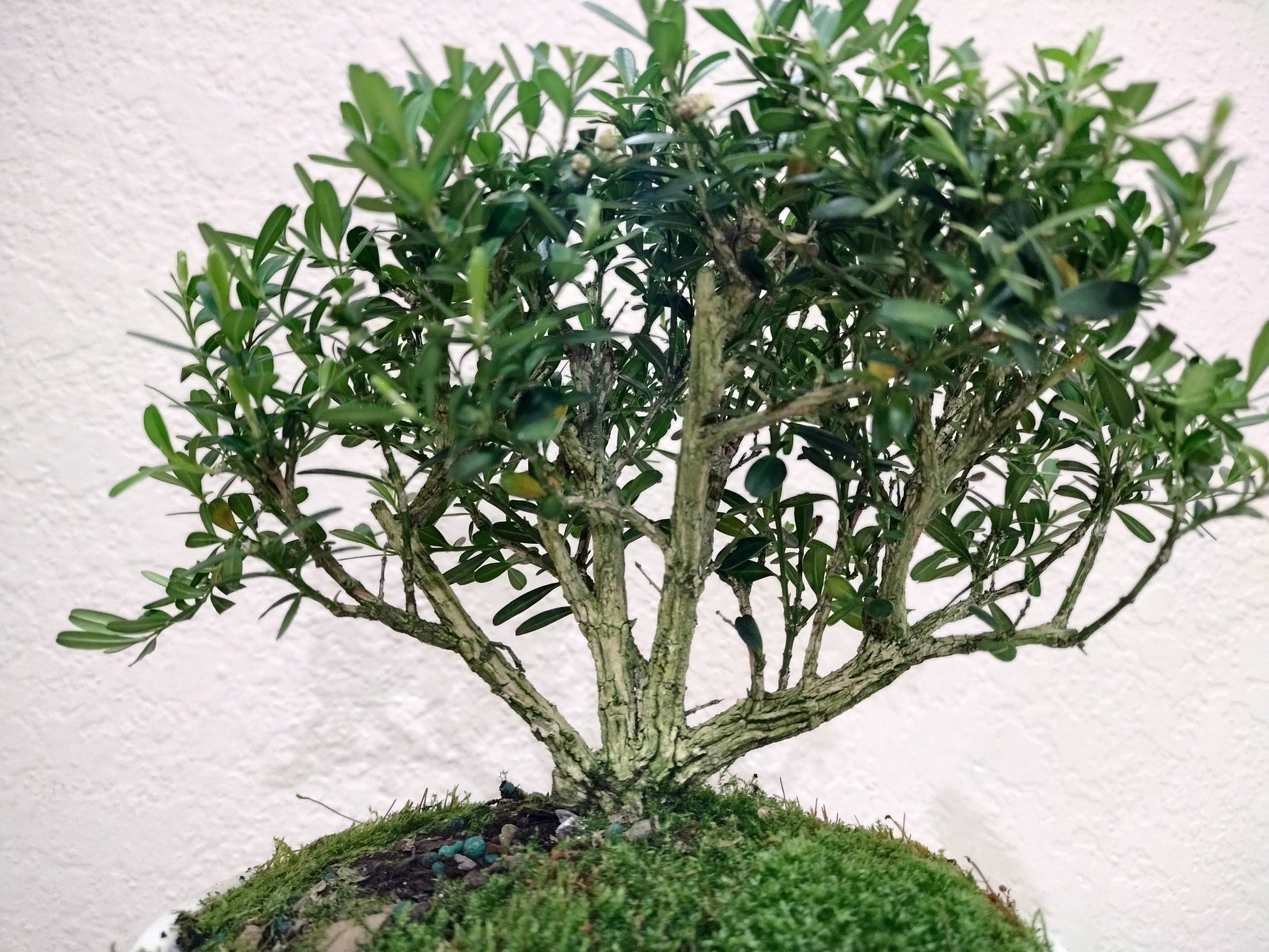 harland boxwood bonsai tree Harland Boxwood Bonsai – Bunton Bonsai