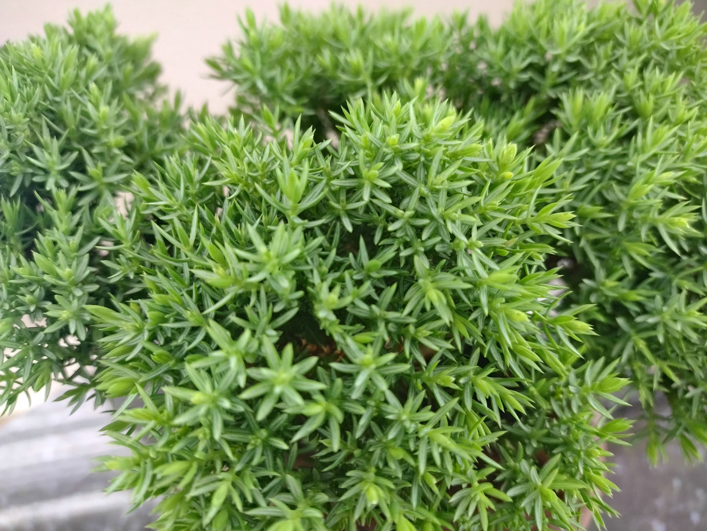 Japanese Juniper in Rock Style Pot