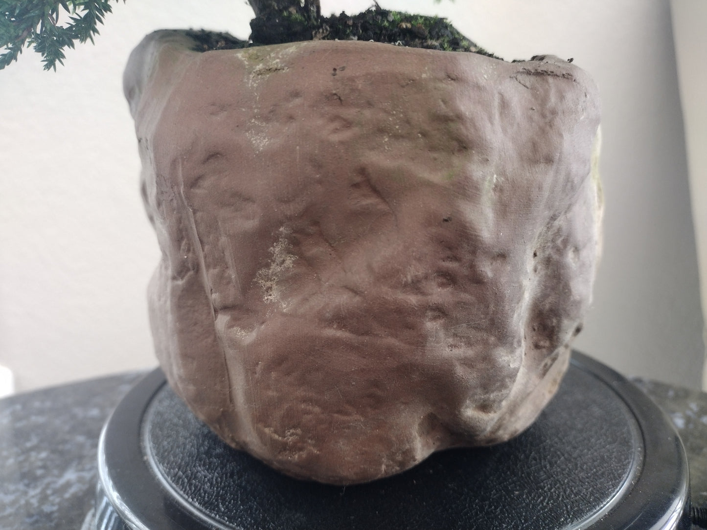 Japanese Juniper in Rock Style Pot