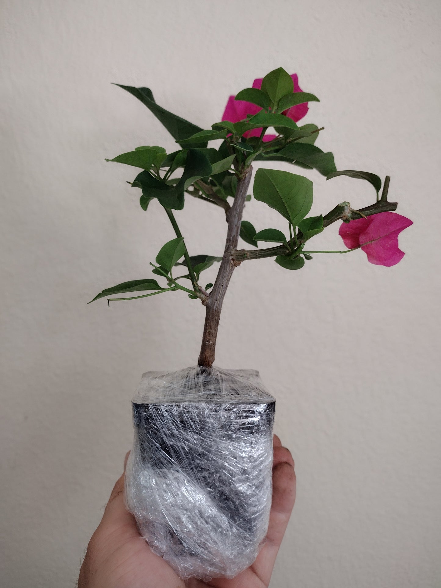 Pink Bougainvillea 5-10" Starter Bonsai Tree