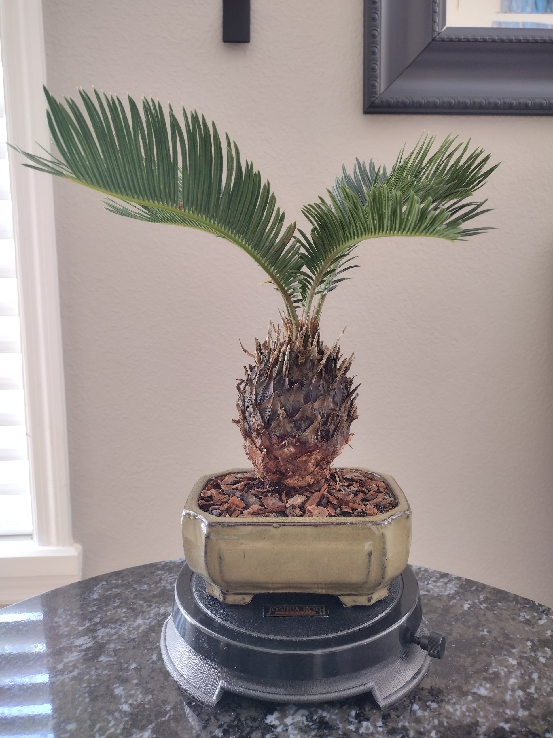 Sago Palm Bonsai Tree – Bunton Bonsai