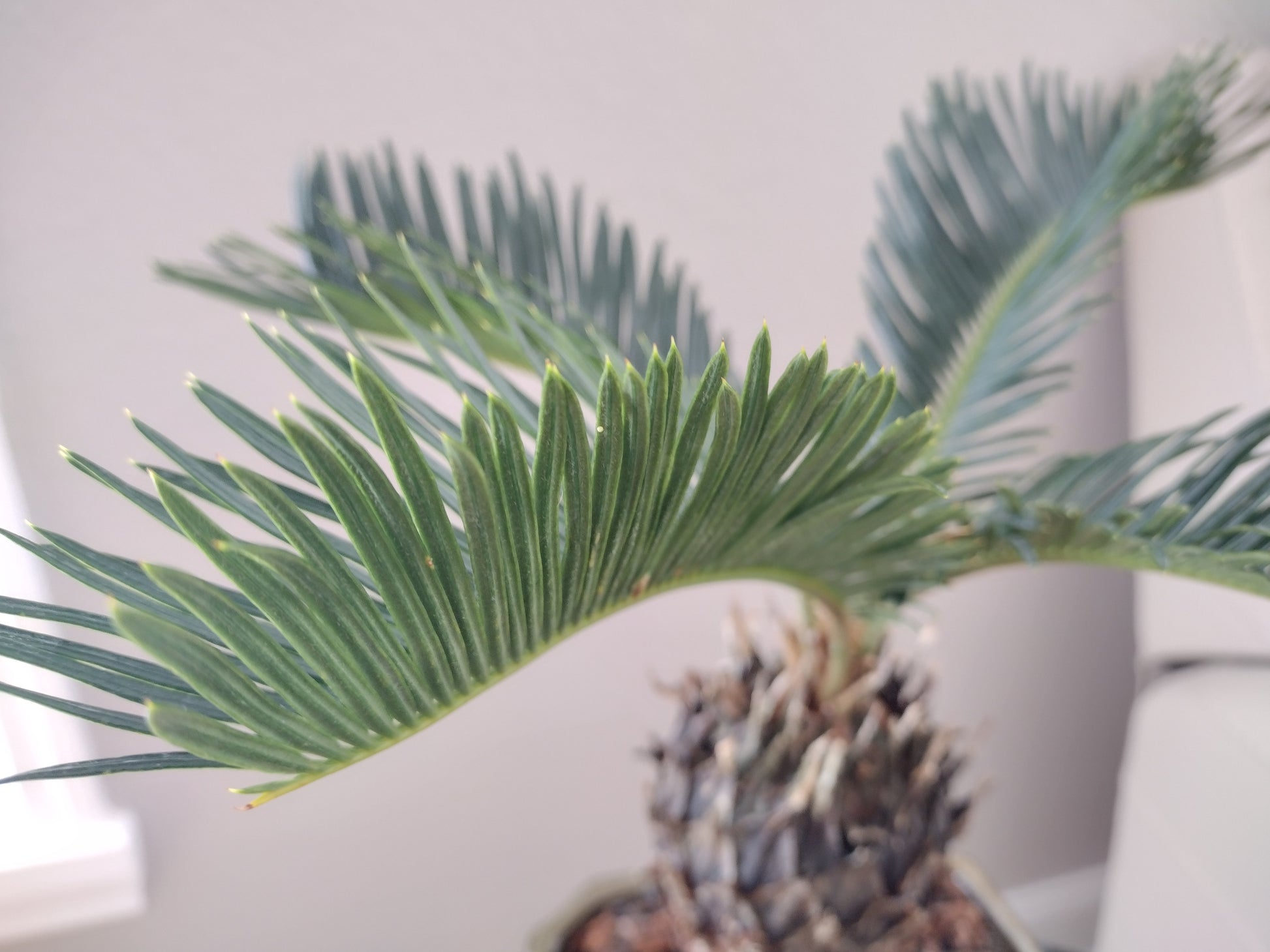 sago bonsai tree Sago Palm Bonsai Tree – Bunton Bonsai