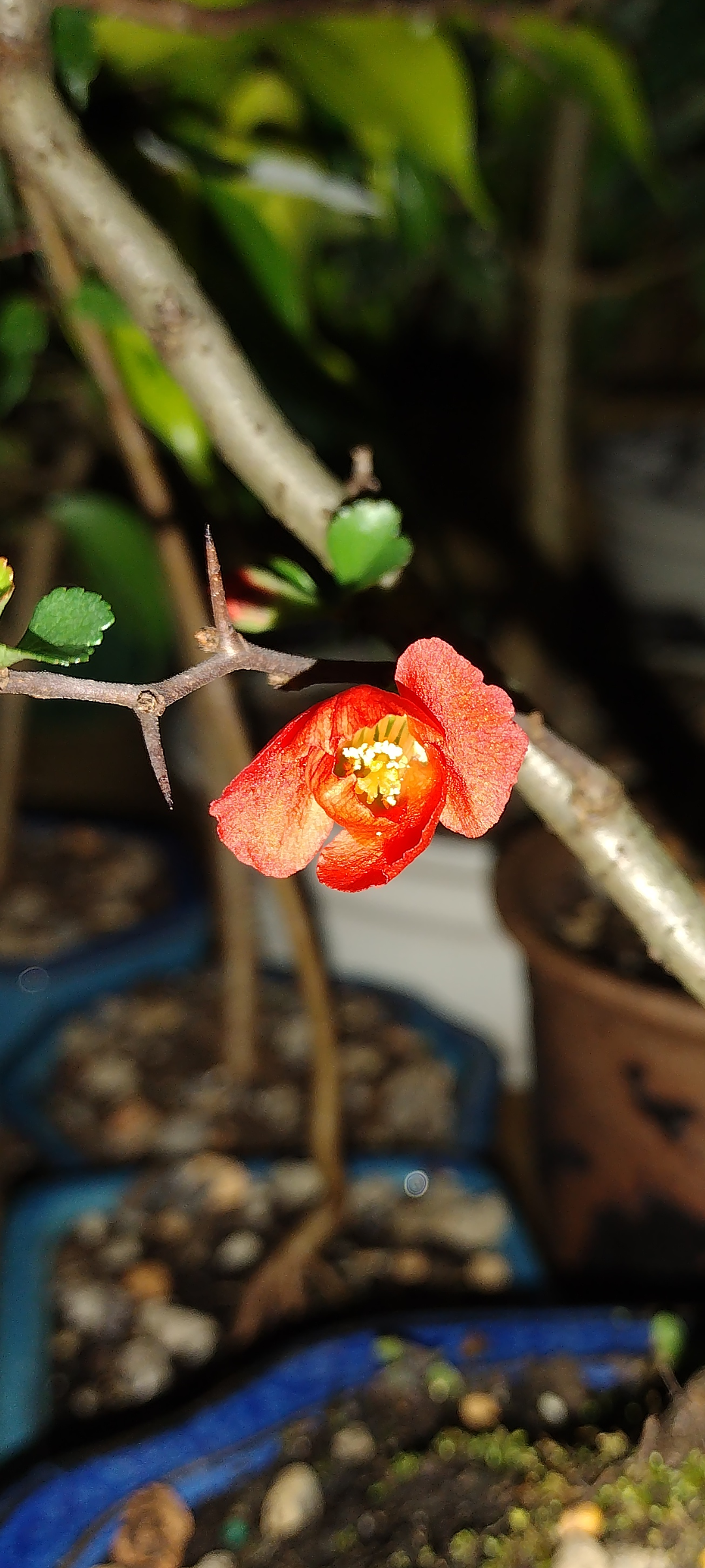 Red Chojubai Quince Bonsai