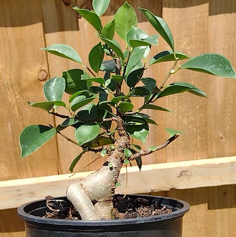 Ginseng Ficus Bonsai Tree