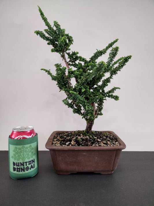 Hinoki Cypress 'Sekka' Bonsai