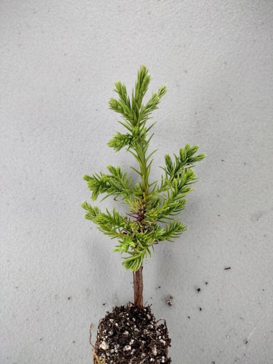 Giant Sequoia Small Starter Seedling